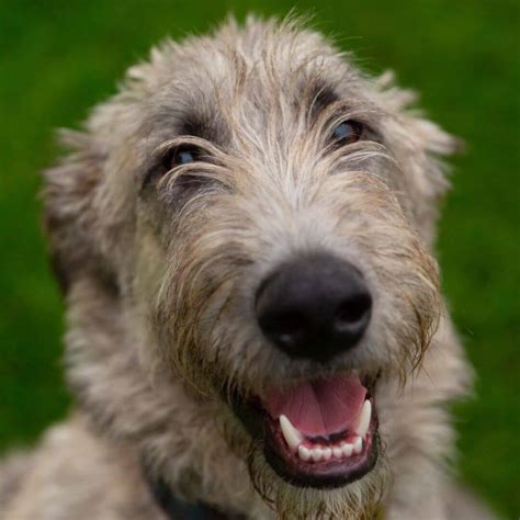 14 Pictures Only Irish Wolfhound Owners Will Think Are Funny | The Dogman