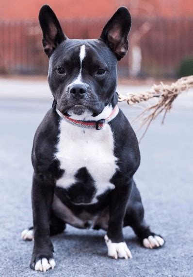 13 French Bulldog Mixes: Fantastic Frenchies!