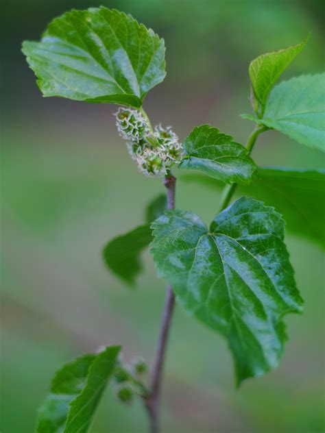 Mulberry Tree Care