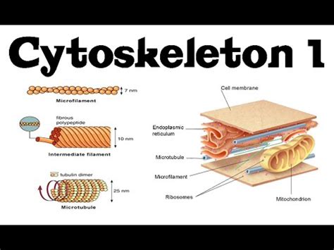 Cytoskeleton structure and function 1 | actin, microtubules and intermediate filaments - YouTube