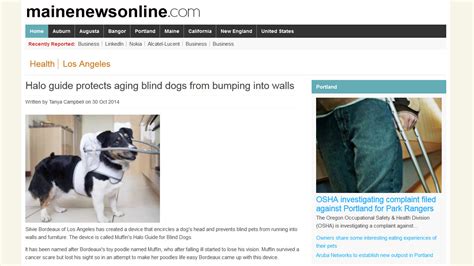 Halo guide protects aging blind dogs from bumping into walls | Second Chances For Blind Dogs