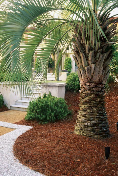 Top Uses of Palm Trees in Garden Design | Garden Design