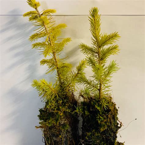 Norway Spruce Seedlings | Scott & Stewart Forestry