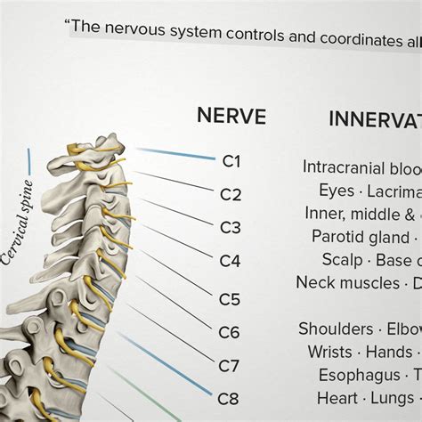 Spinal Nerve Function Chart - Etsy