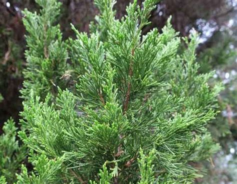 Juniperus chinensis 'Blue Point' (Chinese Juniper)