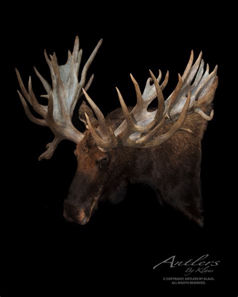 SCI World Record Non-Typical Moose – Antlers by Klaus