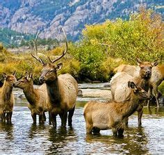 100 Best Estes Park Wildlife ideas | rocky mountains, estes park, wildlife