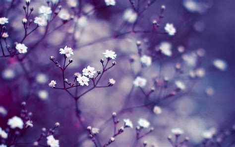 Nature Flowers Macro Mac Wallpaper Download | Free Mac Wallpapers Download