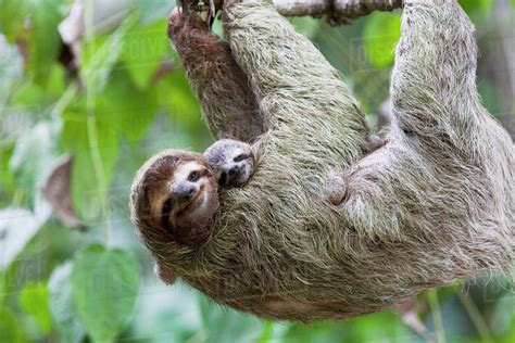 Close up of a Brown-throated Sloth and her baby hanging from a tree branch in Corcovado National ...