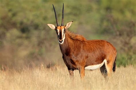 Sable Antelope – 12 Facts About Africa’s Most Majestic Antelope