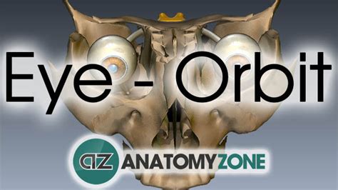 Orbit Bones | Eye Anatomy