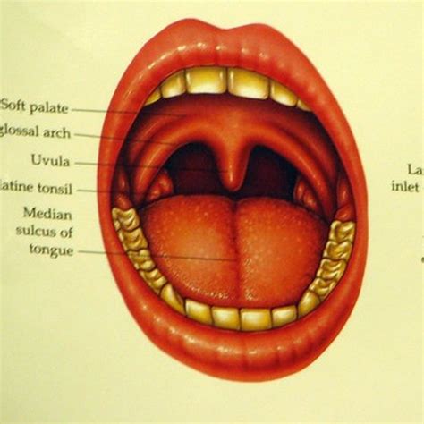 Adenoid Surgery Alternatives | Healthy Living