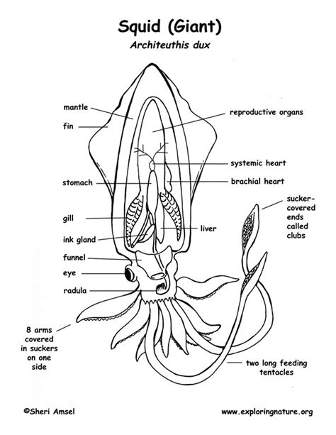 Squid Anatomy Coloring Page