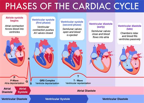 Cardiac Cycle Phases Diagram