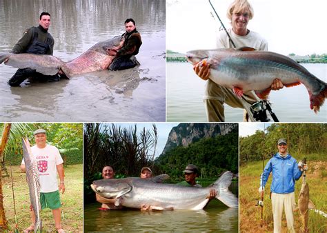 Some of the Biggest Record Catfish from Around the World | Outdoor Life