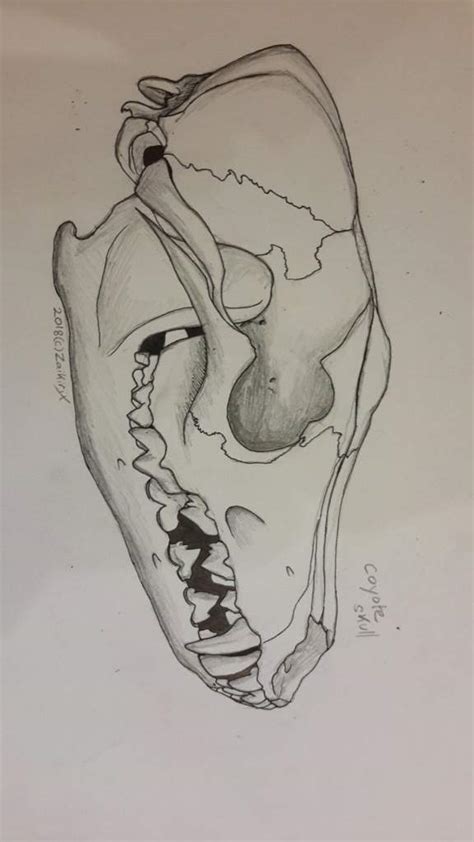 Coyote skull drawing plus skull! | Skulls, Bones, and Oddities Amino