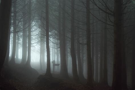 forest, Mist, Spooky Wallpapers HD / Desktop and Mobile Backgrounds