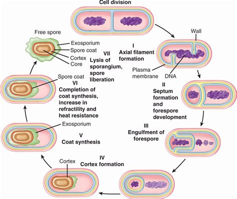 Bacterial Growth Cycle