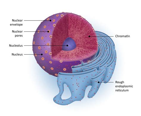 Nucleus | GeneTex