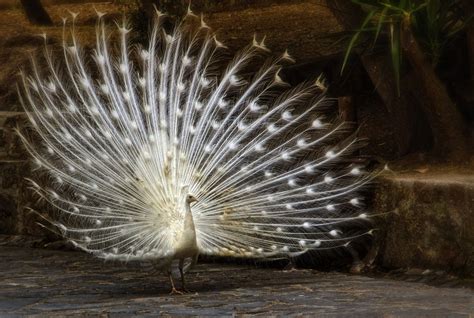 White Peacock Wallpapers - Wallpaper Cave