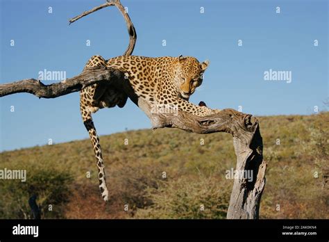 leopard hanging on tree branch Stock Photo - Alamy