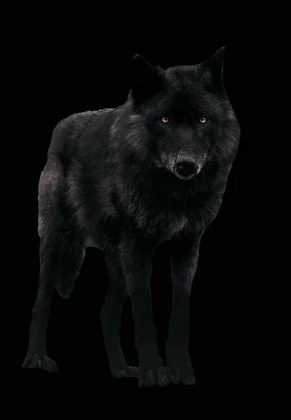 Black wolf Stock Photos, Royalty Free Black wolf Images | Depositphotos