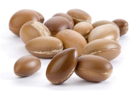 Seeds Of Argan Stock Image - Image: 19071991