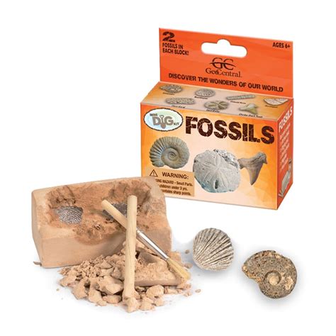 Fossils Mini Dig Kits and Educational Guide - Kids Love Rocks