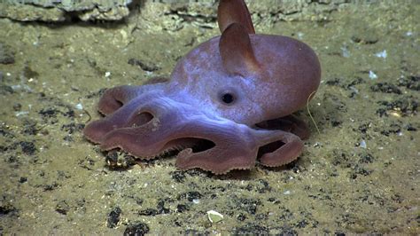 Top 5 Smallest, Teeniest, Tiniest, Octopus Species! - OctoNation - The Largest Octopus Fan Club!