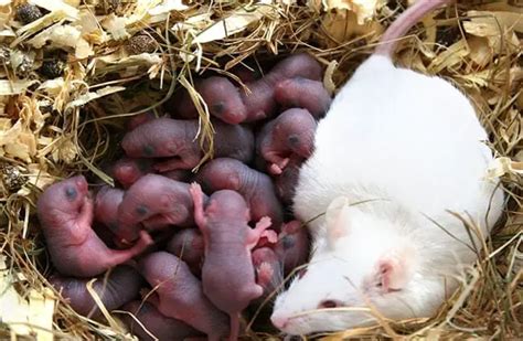 House Mouse - Description, Habitat, Image, Diet, and Interesting Facts