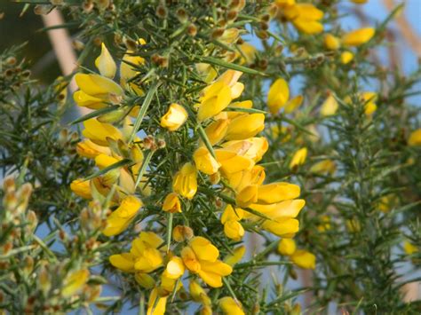 Gorse Plant Free Stock Photo - Public Domain Pictures