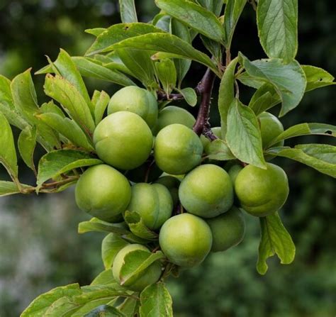 Persian Green Plum Tree | Ison's Nursery & Vineyard