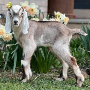 Nubian Goats for Sale