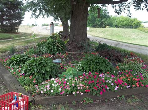 Planting under Trees in the Shade Gardening forum - Garden.org