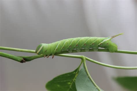 Download free photo of Waved,sphinx,moth,caterpillar,hornworm - from needpix.com