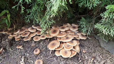 Are these mushrooms in my backyard edible? : r/mycology