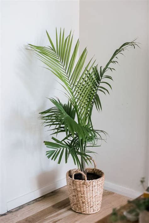 Majesty Palm: Plant Care & Growing Guide | Plant decor, Majesty palm, Inside house plants