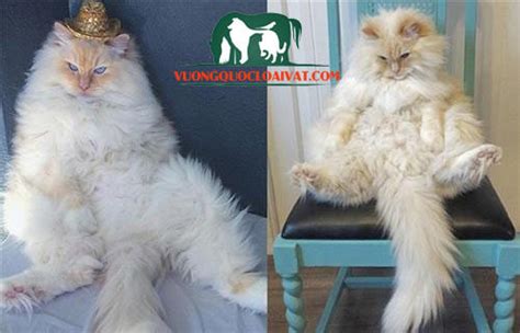 Mèo Ragdoll giá bao nhiêu tiền? Mua, bán ở đâu rẻ nhất Hà Nội, Hcm