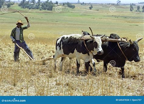 Farmer Is With Plow And Oxen Plowing The Field Editorial Stock Image - Image: 64547034