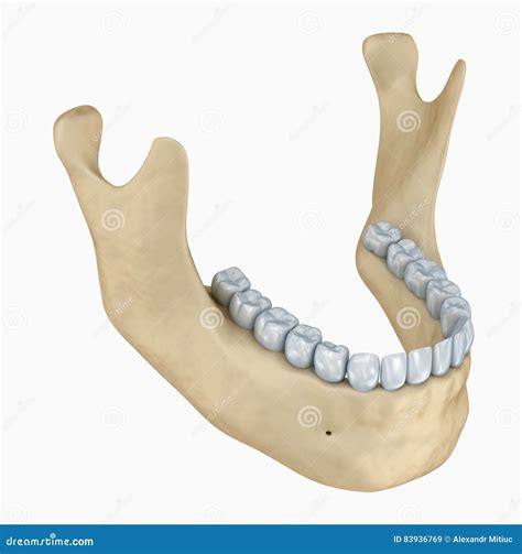 Skeleton And Teeth Anatomy. Medical Accurate 3D Illustration Stock Photography | CartoonDealer ...