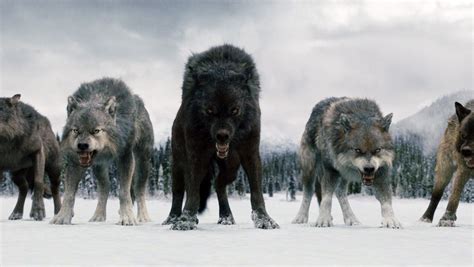 Twilight's Final Battle: Black Wolf Pack in Snow