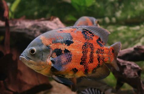 Oscar Fish Species Profile And Complete Care Guide