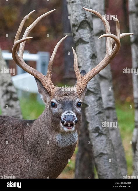 Old whitetail deer hi-res stock photography and images - Alamy