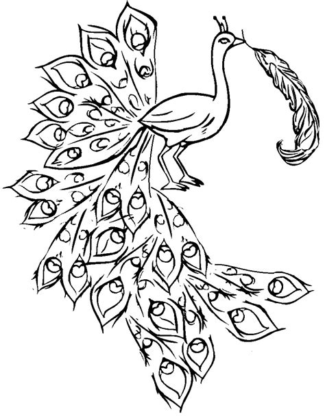 Outline Of A Peacock Drawing at GetDrawings | Free download