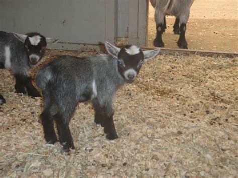 pygmy goATS | Pygmy goat, Dog cat, Mini goats