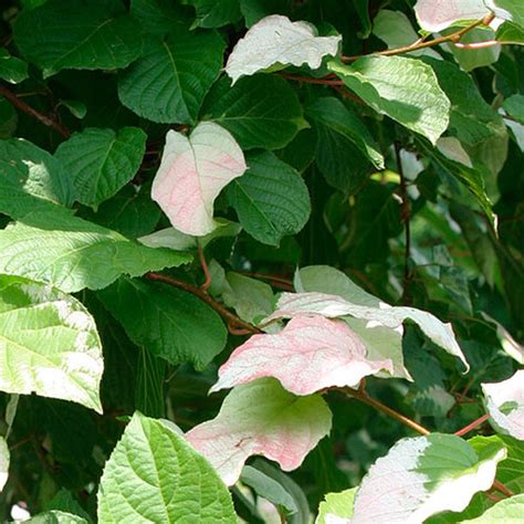 Actinidia - FineGardening