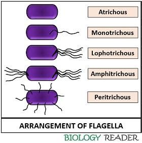 What is Bacterial Flagella? Definition, Features, Structure, Function & Motility - Biology Reader