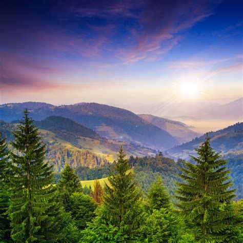 pine trees near valley in mountains and summer forest on hillside under blue sky with red clouds ...