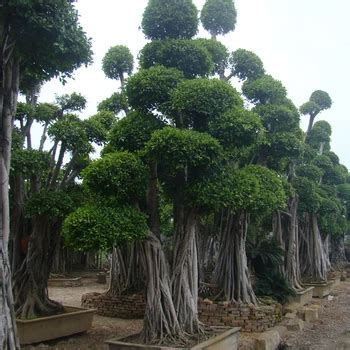 Large Outdoor Bonsai Trees - Buy Large Bonsai,Outdoor Bonsai Trees ...