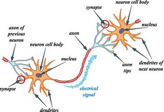 Synaptic Cleft Diagram